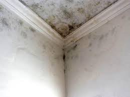 Best Real Estate Mold Inspection  in Perryville, MO